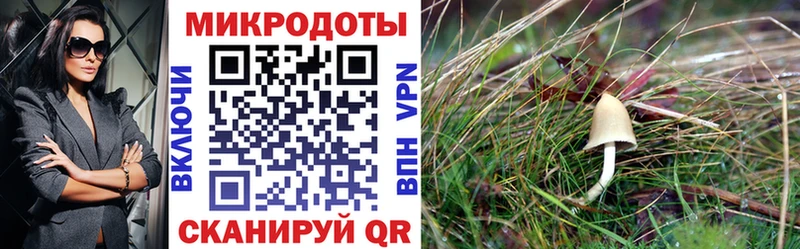 Купить  Сибай  Псилоцибиновые грибы прущие грибы 